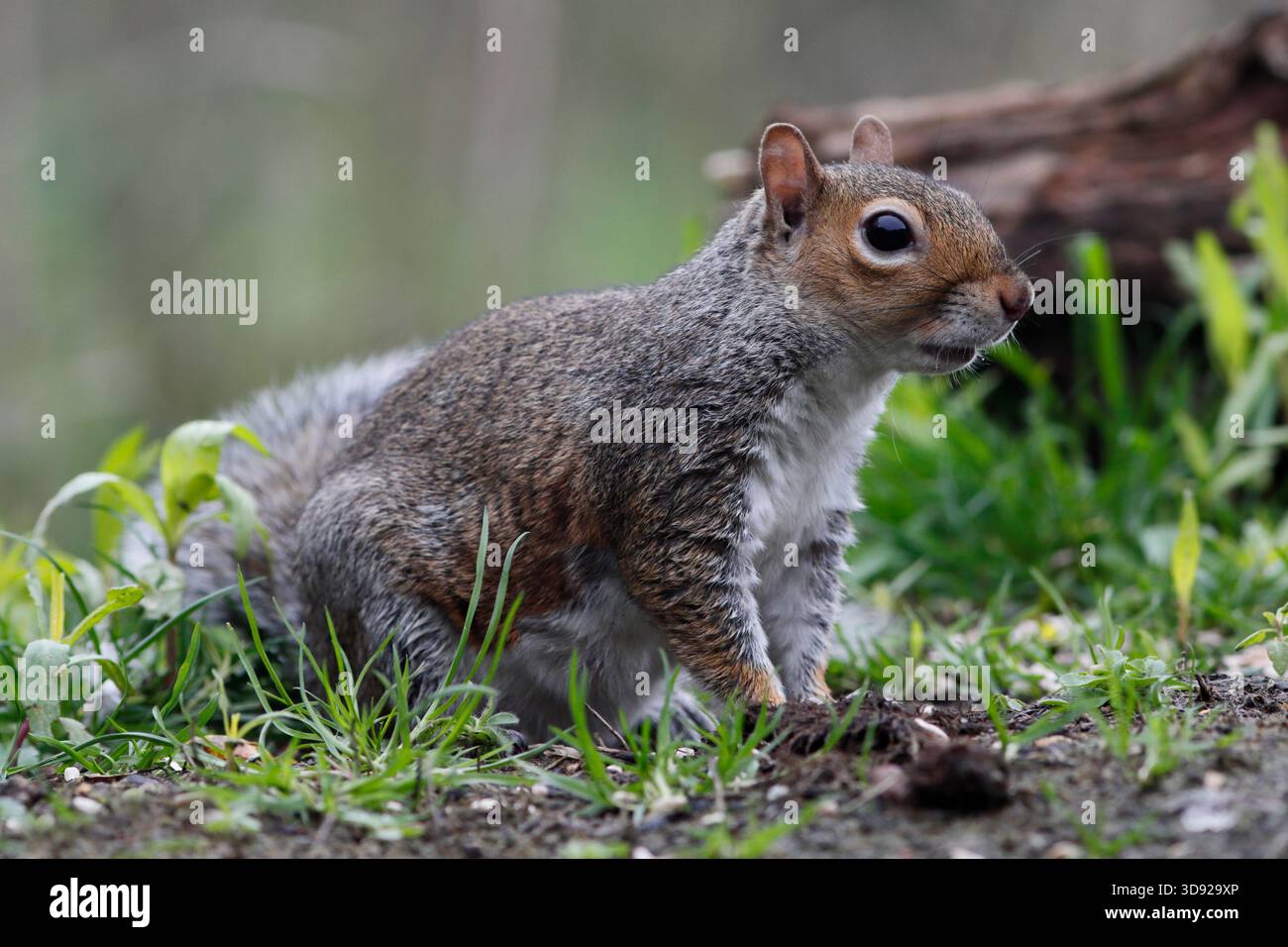 ÉCUREUIL GRIS (Sciurus carolinensis) buvant à la lisière d'une zone boisée, Royaume-Uni. Banque D'Images