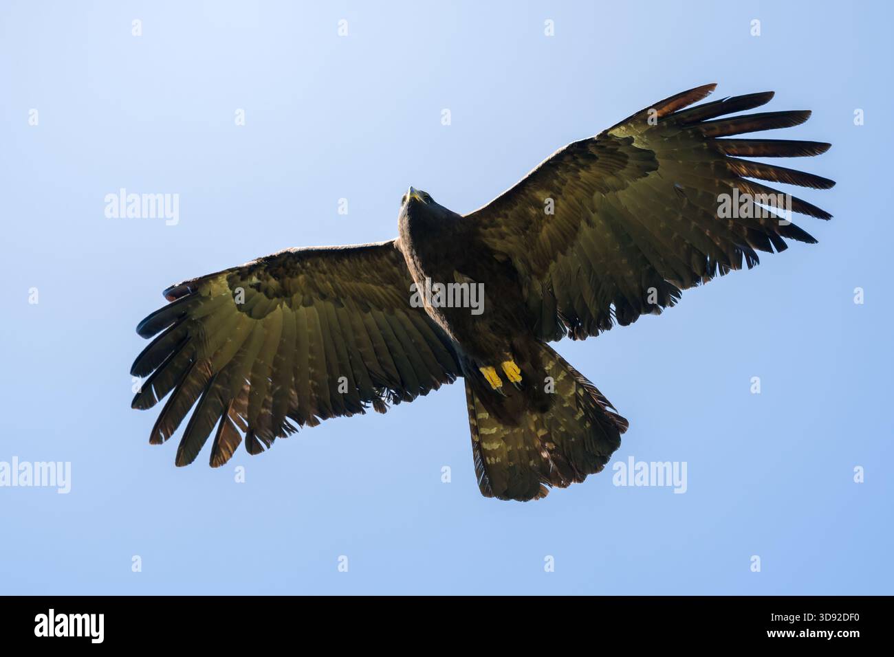 Aigle noir, Ictinaetus malaiensis, en vol, gros plan de l'aigle noir, fond bleu doux Banque D'Images