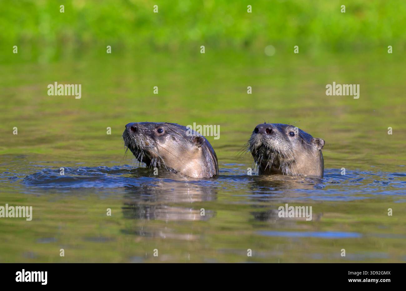 Une paire de loutres de rivière nord-américaines (Lontra canadensis) dans l'eau, Galveston, Texas, États-Unis. Banque D'Images