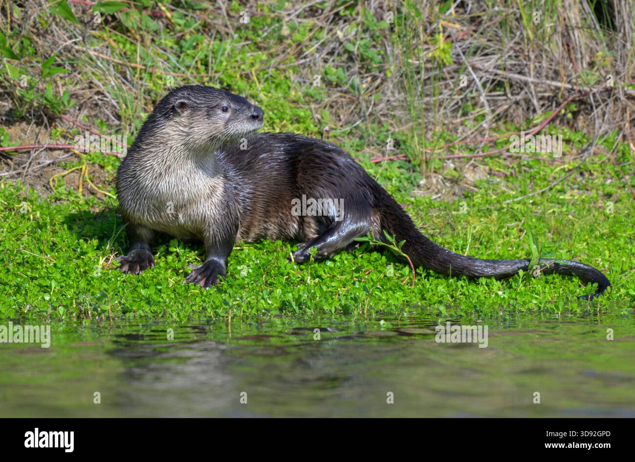 Loutre de rivière nord-américaine (Lontra canadensis) sur la rive d'un lac, Galveston, Texas, États-Unis. Banque D'Images