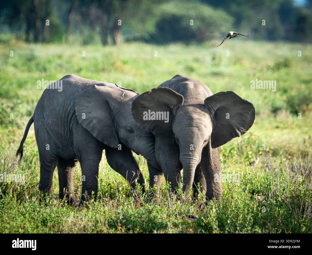 Éléphants d'Afrique sauvages dans la savane et les prairies. Certains jouent, certains ont des bébés éléphants, certains sont dans des troupeaux. Banque D'Images