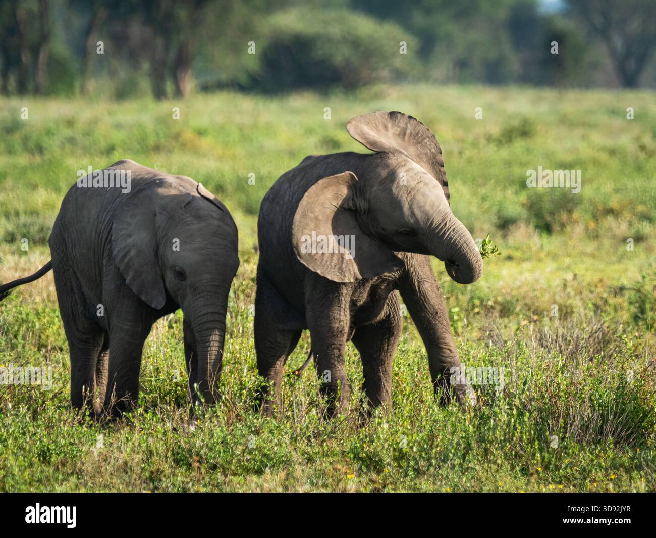 Éléphants d'Afrique sauvages dans la savane et les prairies. Certains jouent, certains ont des bébés éléphants, certains sont dans des troupeaux. Banque D'Images