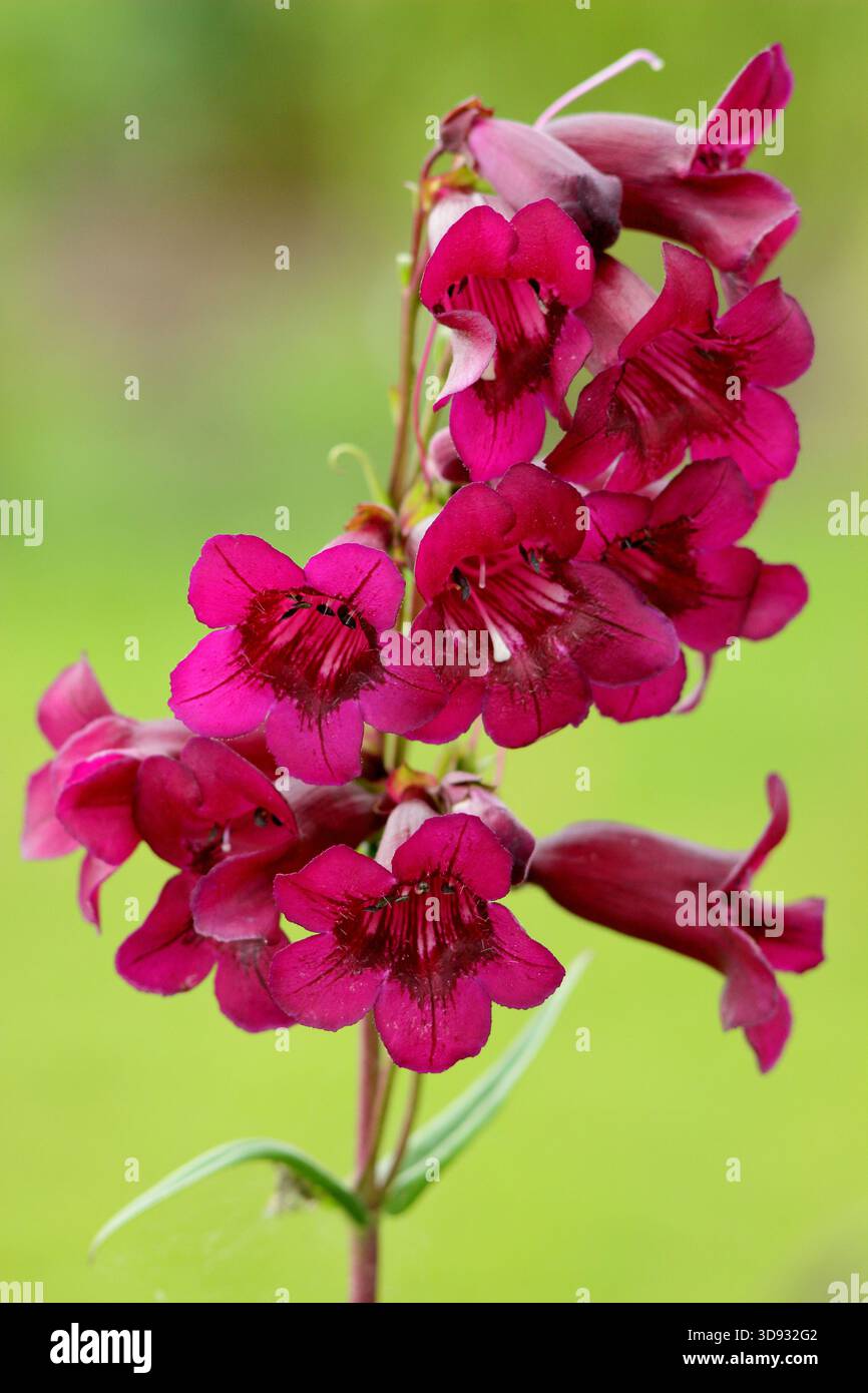 Penstemon Pensham Plum Jerkum, vivace avec des fleurs tubulaires violettes profondes du milieu de l'été à l'automne. Fond vert Banque D'Images