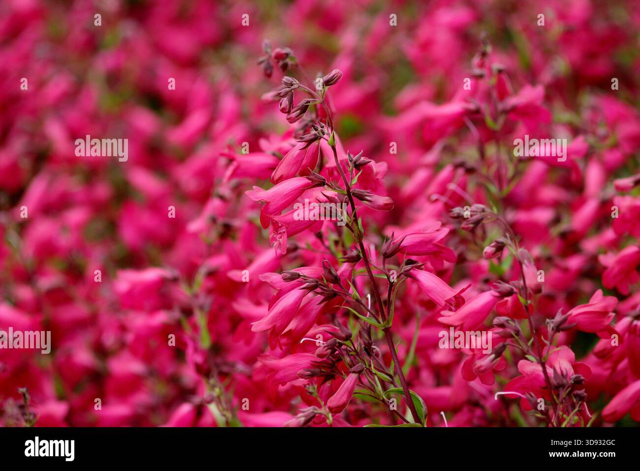 Penstemon 'Andenken an Friedrich Hahn', dans une bordure de jardin. Une variété de beardtounge avec des fleurs rose foncé, également connu sous le nom de Penstemon 'Garnet'. Banque D'Images