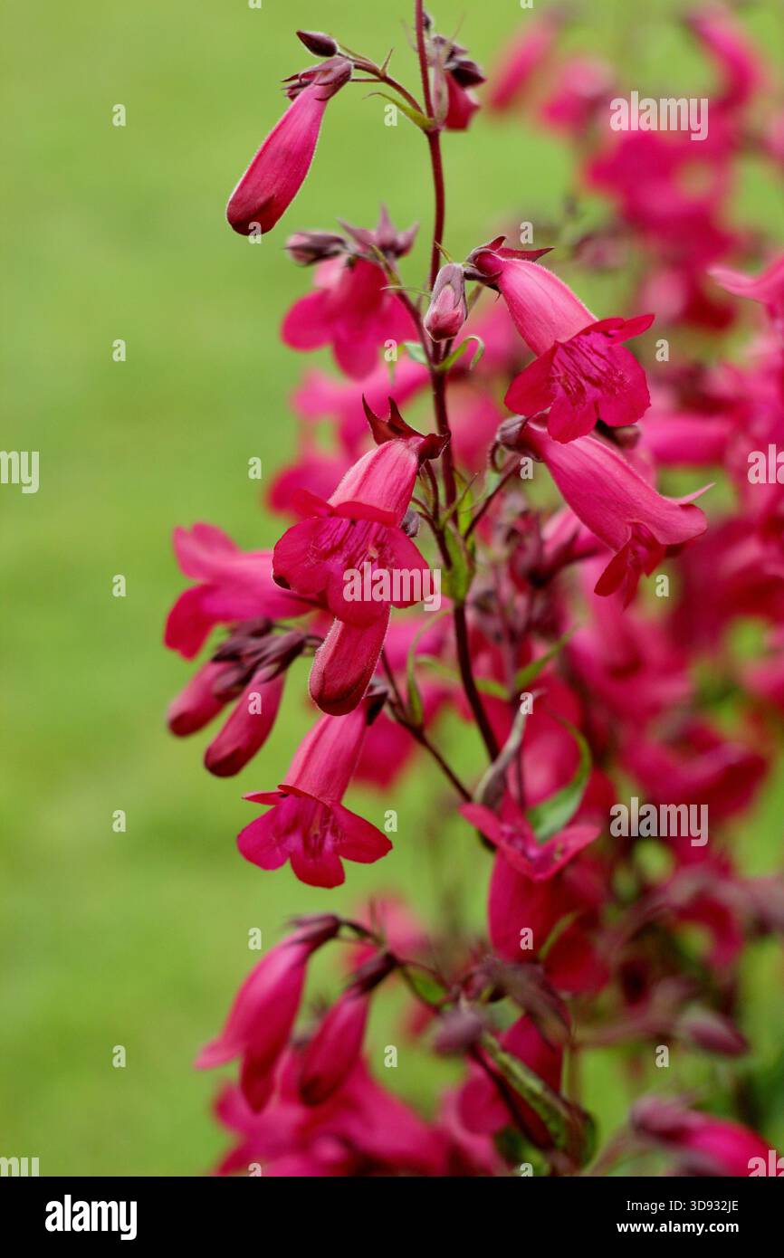 Penstemon 'Andenken an Friedrich Hahn', dans une bordure de jardin. Une variété de beardtounge avec des fleurs rose foncé, également connu sous le nom de Penstemon 'Garnet'. Banque D'Images