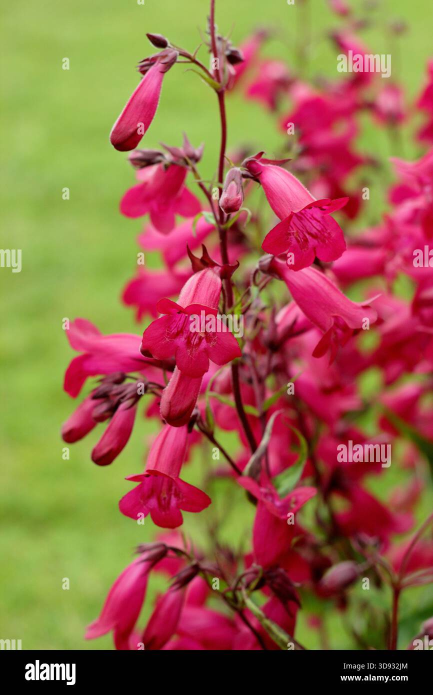 Penstemon 'Andenken an Friedrich Hahn', dans une bordure de jardin. Une variété de beardtounge avec des fleurs rose foncé, également connu sous le nom de Penstemon 'Garnet'. Banque D'Images