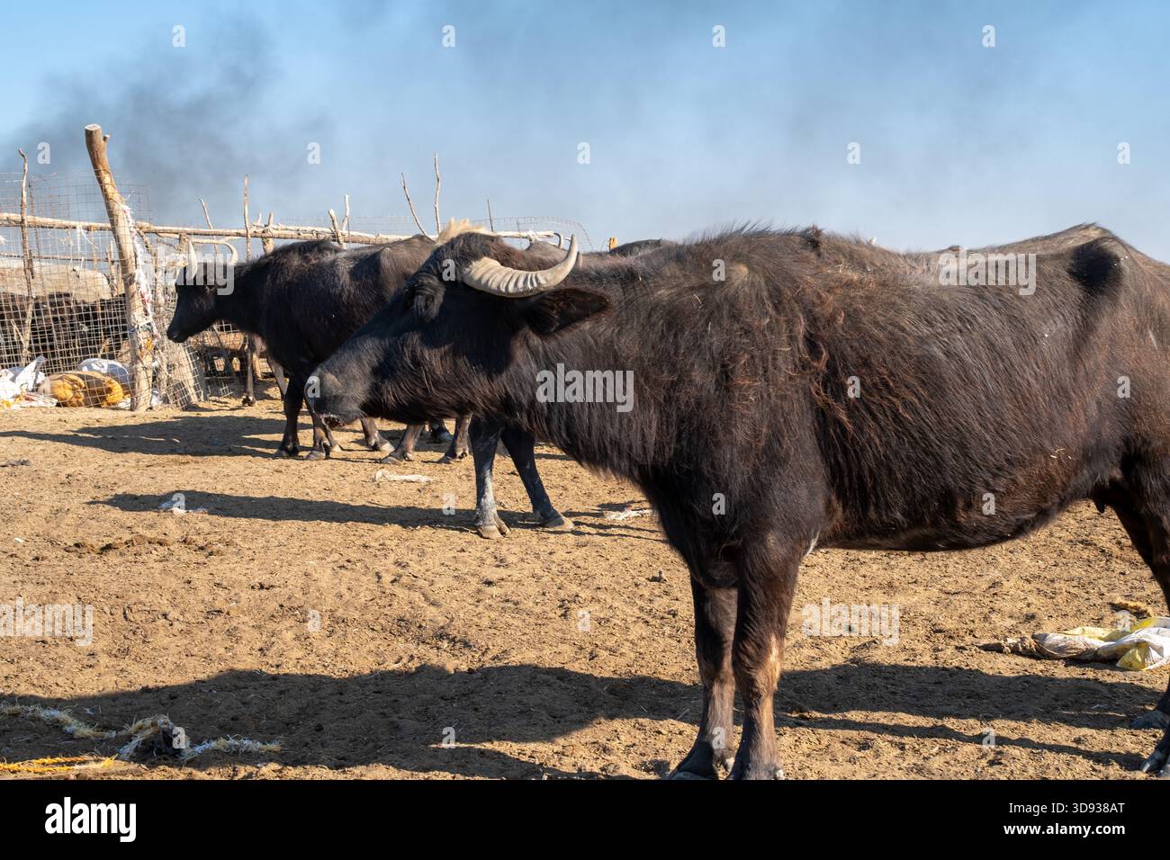 Photo d'un troupeau de buffles d'eau avec veau sur un marais irakien sec Banque D'Images