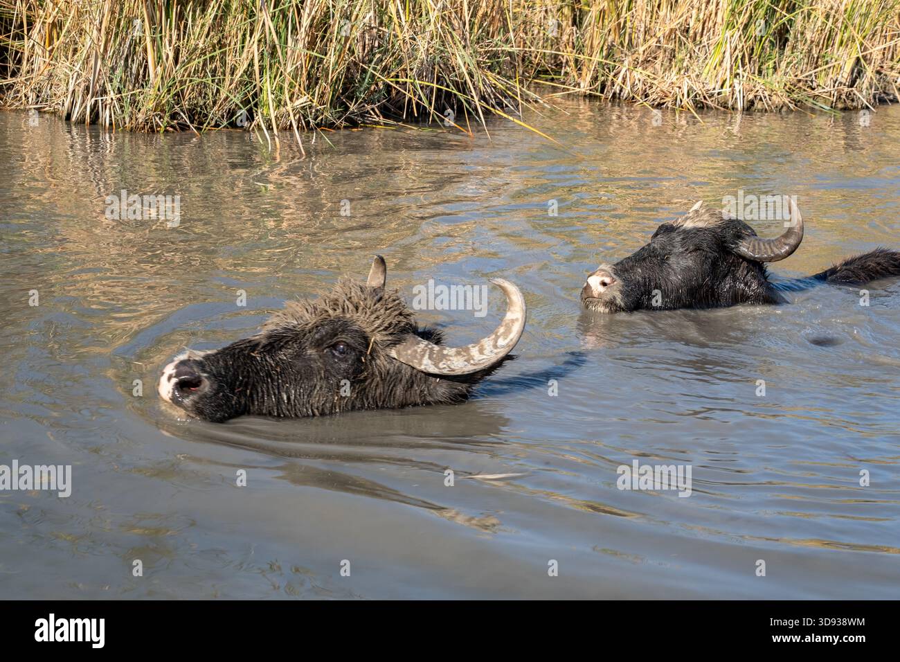 Troupeau de Marsh Water Buffalo submergé et pataugant dans un chenal aquatique Banque D'Images