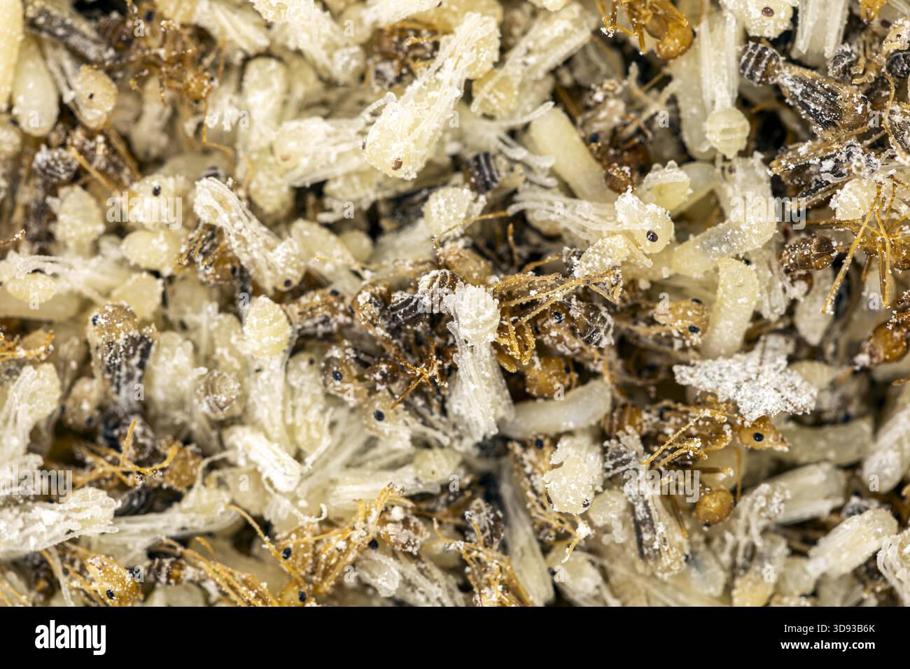 Gros plan macro-photo montrant un amas dense de larves de fourmis, de pupes et de fourmis ouvrières couvertes de fines particules blanches à l'intérieur de leur nid, le célèbre e Banque D'Images