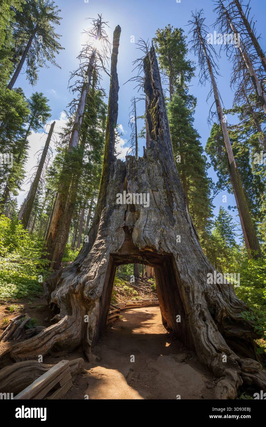 Le géant mort, un séquoia géant déchu avec un tunnel, dans Tuolumne Grove dans le parc national de Yosemite, Californie, États-Unis. Été (août) 2025 Banque D'Images