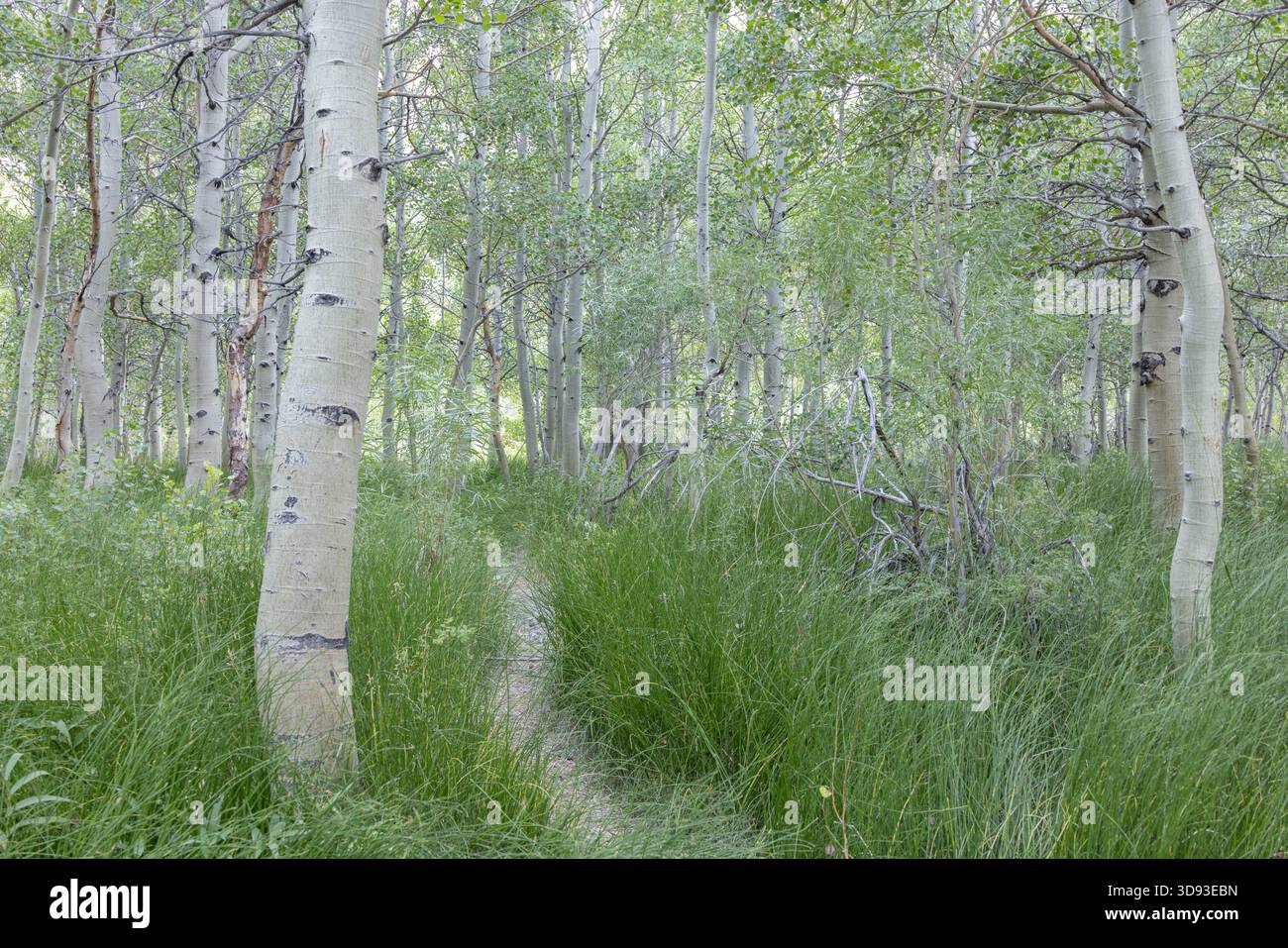 Chemin à travers le taillis d'arbres d'Aspen près du lac Convict, Sierras de l'est, Californie, États-Unis. Été (août) 2025. Banque D'Images