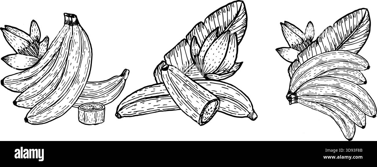 Ensemble de vecteur de bananes avec des fleurs. Ensemble de compositions de fruits tropicaux. Dessin à l'encre dessin de contour de contour. Dessin au trait de bananes mûres avec l Illustration de Vecteur
