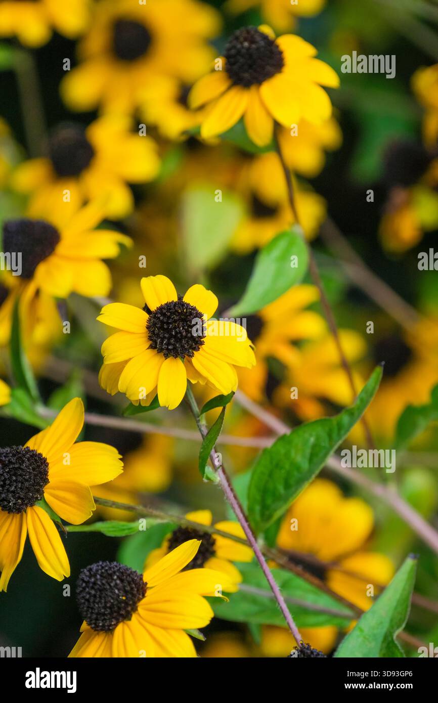 Rudbeckia triloba Blackjack Or, susan aux yeux bruns, fleurs jaunes en forme de Marguerite, “yeux” foncés Banque D'Images