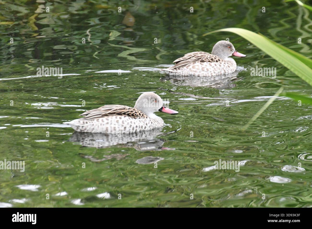 Canards au London Wetland Centre, juin 2024. ROYAUME-UNI Banque D'Images