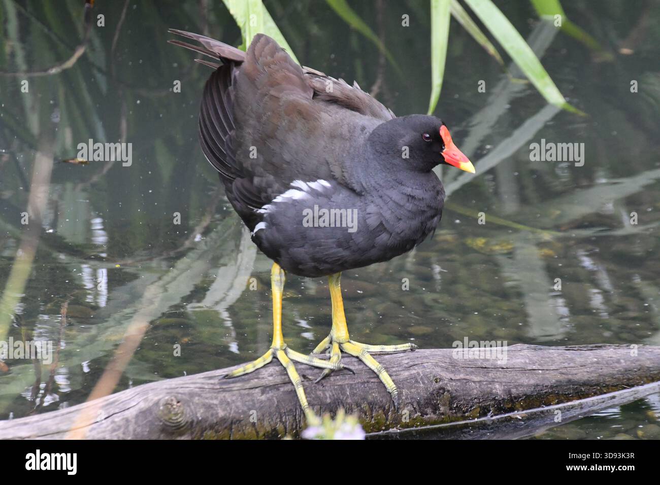 Moorhen au London Wetlands Centre, juin 2024. ROYAUME-UNI Banque D'Images