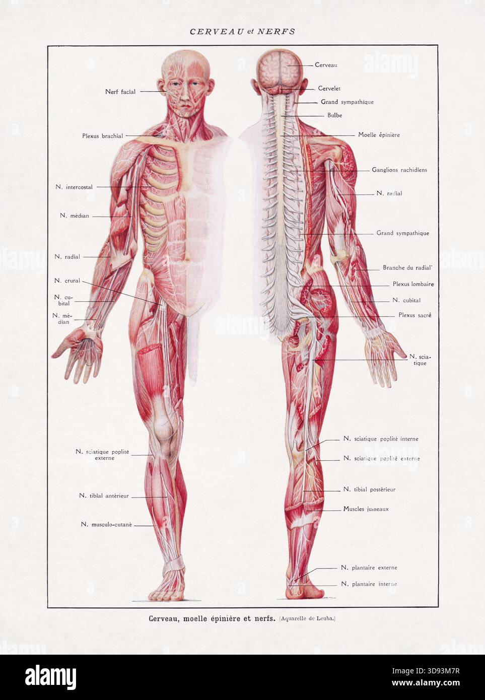Illustration médicale sur le cerveau, la moelle épinière et les nerfs d'un vieux dictionnaire français. Banque D'Images