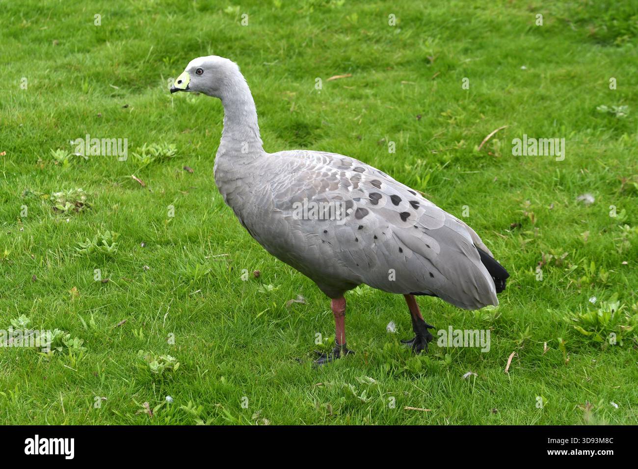 Goose au London Wetland Centre, juin 2024. ROYAUME-UNI Banque D'Images