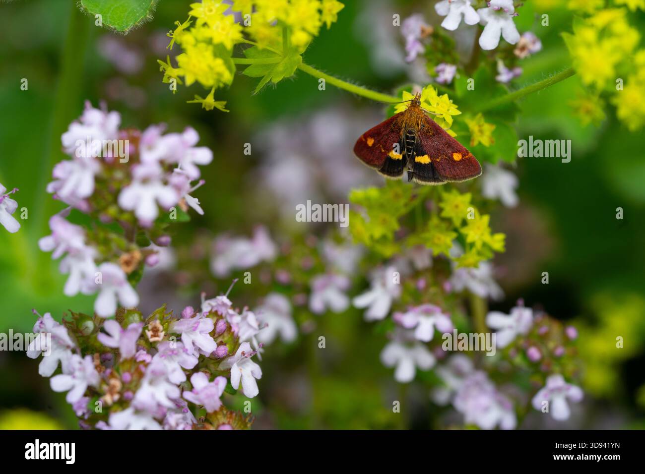 Violet et doré Moth sur les fleurs Banque D'Images