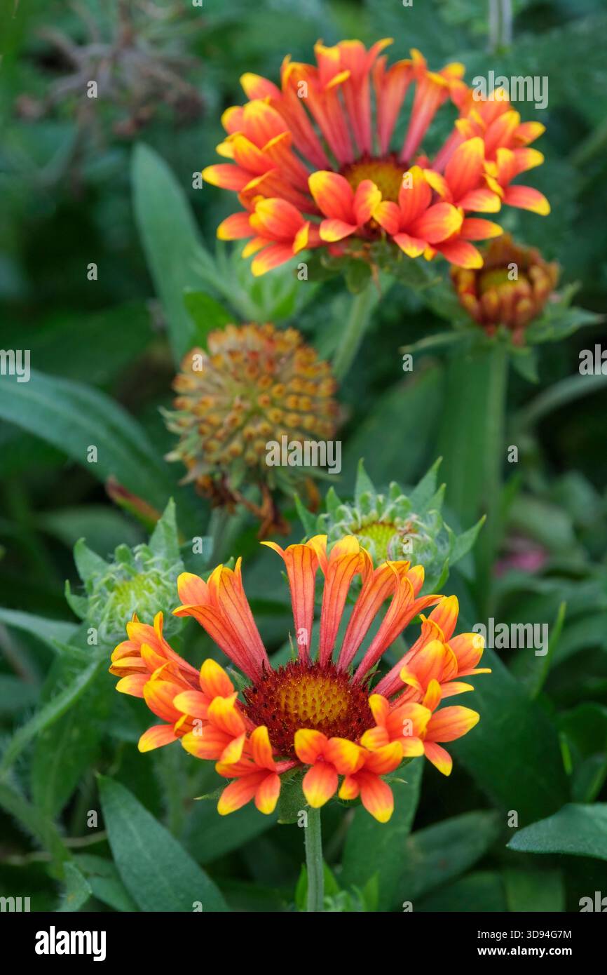 Gaillardia x grandiflora Fanfare Amber Glow, Blanket Flower. Pétales tubulaires de tons orange se décolorant en pointes jaune-orange Banque D'Images