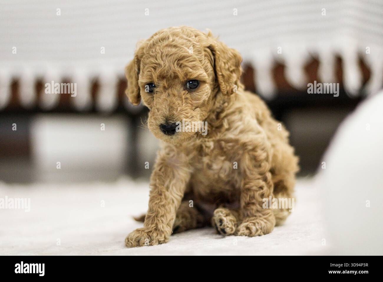 Chiot à poil frisé assis à l'intérieur dans une lumière naturelle douce, créant un portrait d'animal chaleureux et confortable. Banque D'Images