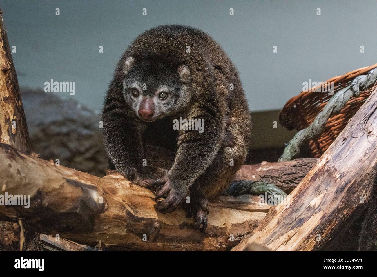 Ours cuscus, Phalanger maculatus avec bébé sur le dos. mignon petit animal de couleur sombre avec une longue queue et des pattes tenaces avec des griffes. Vit dans les arbres Banque D'Images