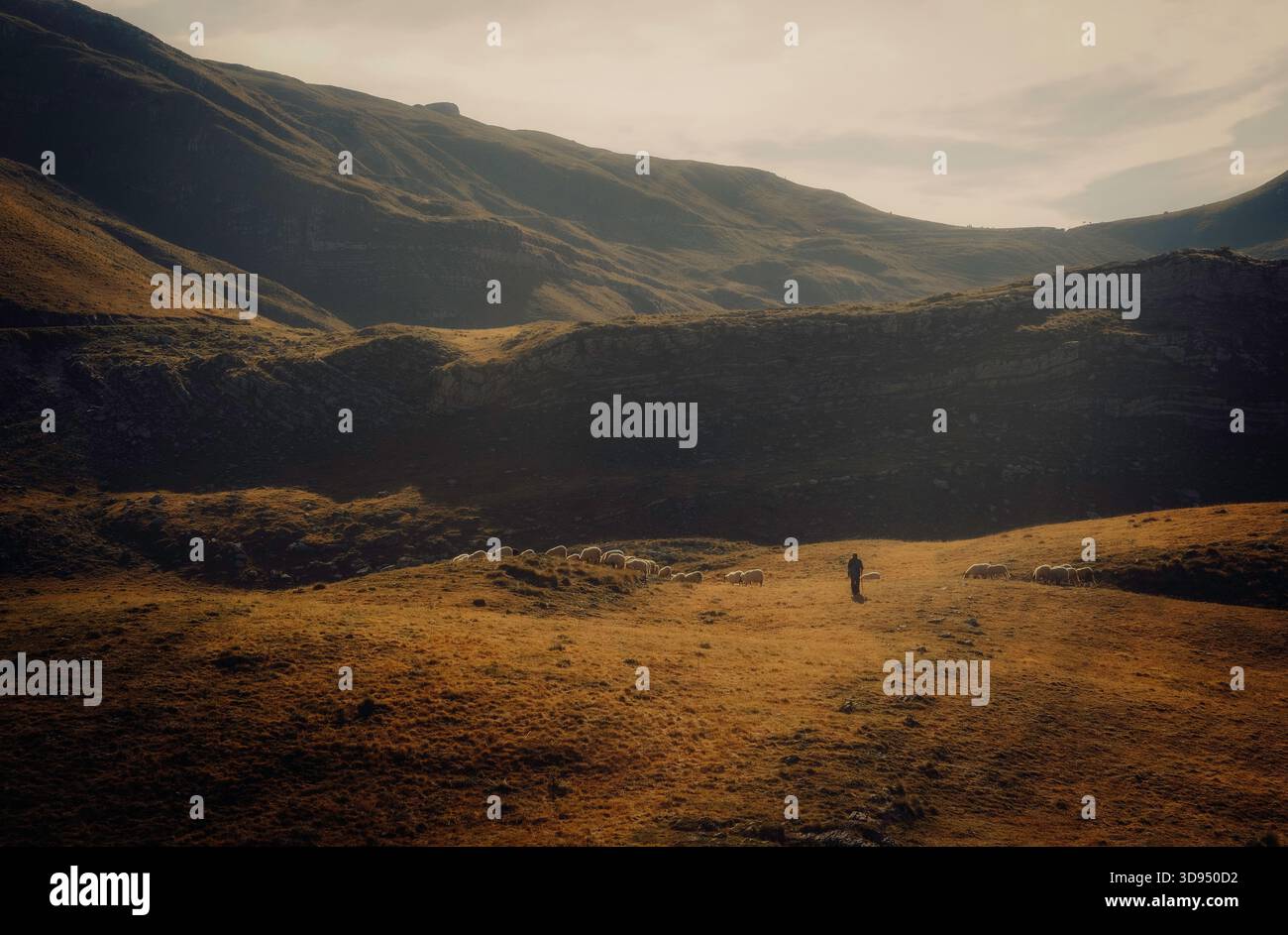 Un berger solitaire marchant avec un troupeau de moutons à travers une prairie de montagne dorée au coucher du soleil Banque D'Images