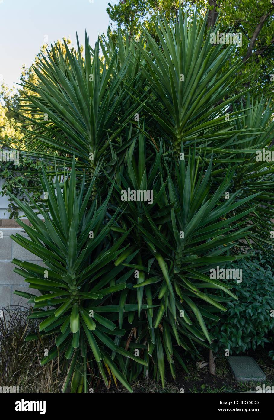 Bel arbre de yucca Dagger espagnol dans une arrière-cour de Los Angeles, Californie du Sud Banque D'Images