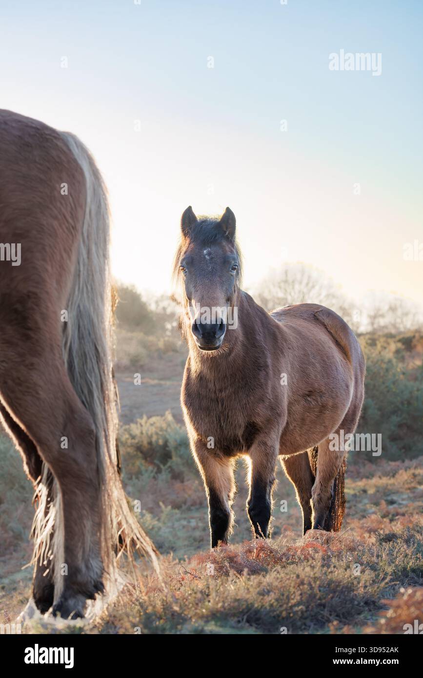 New Forest Pony et ami Banque D'Images