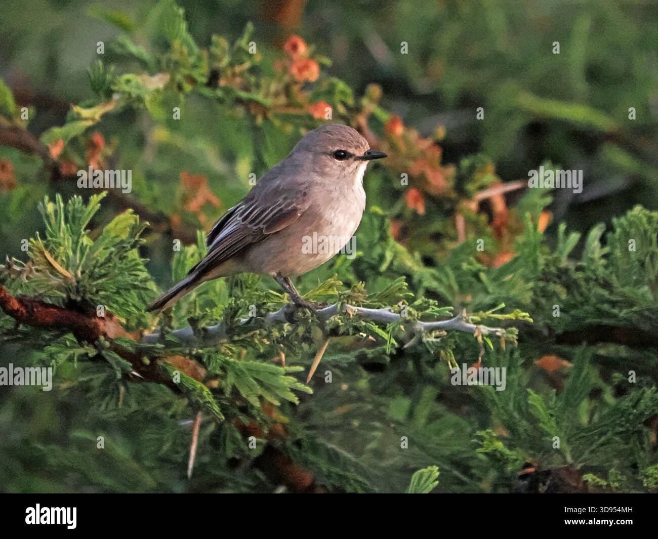 Mouche grise africaine (Bradornis microrhynchus) perchée sur une branche épineuse d'acacia feuillu dans les réserves de Mara, Grand Mara, Kenya, Afrique Banque D'Images
