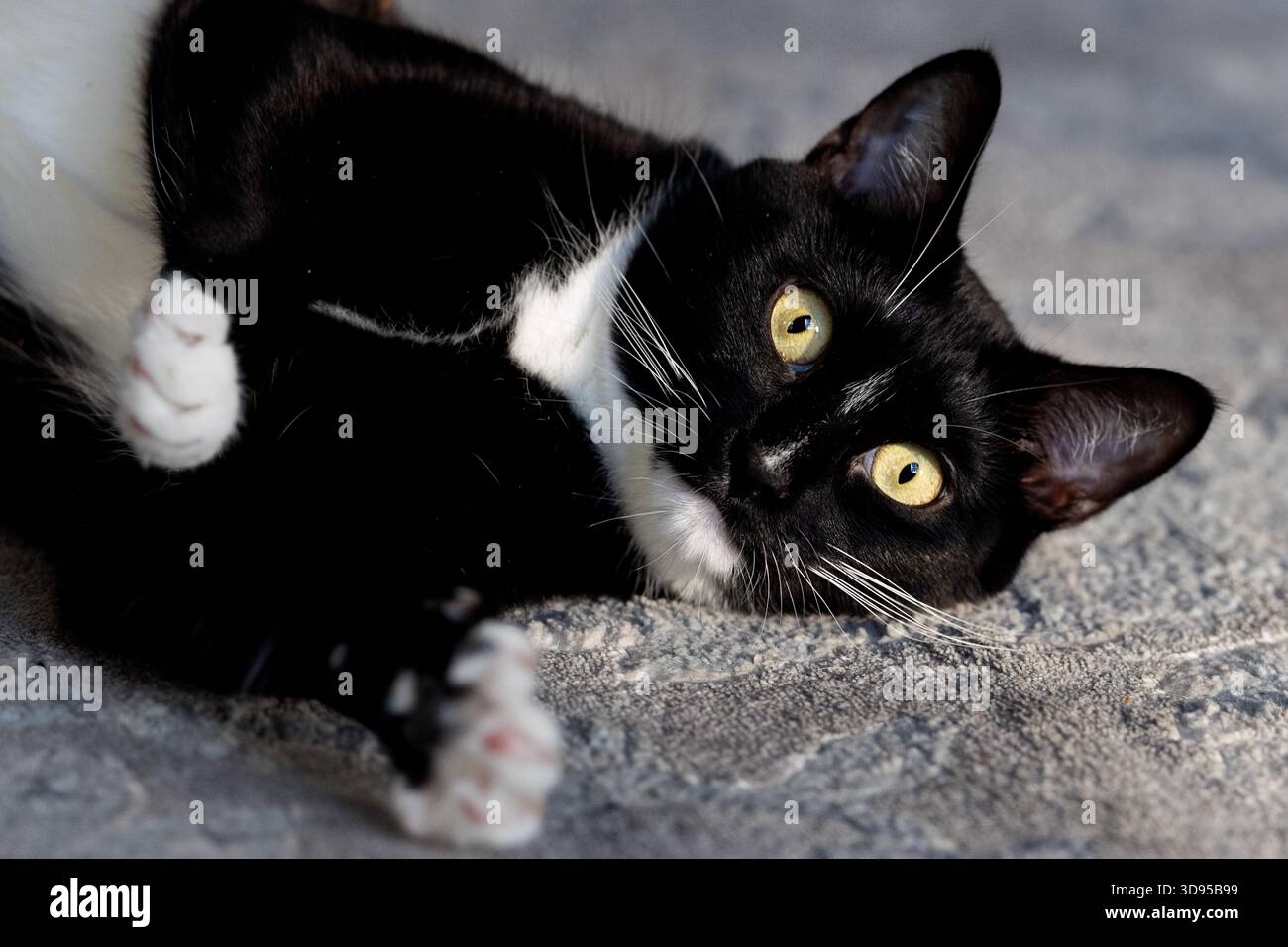 Un chat noir et blanc aux yeux dorés brillants se prélasse sur une surface douce, regardant directement la caméra. Banque D'Images