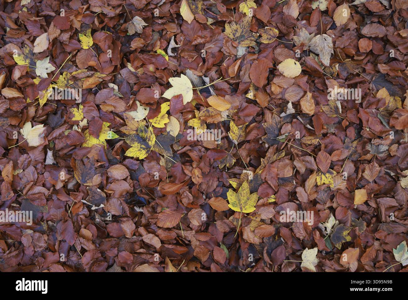 Un tapis de feuilles d'automne couvre le plancher forestier, les couleurs d'automne, les feuilles, les feuilles colorées, l'érable, hêtre, chêne, haute-Autriche, Autriche Banque D'Images