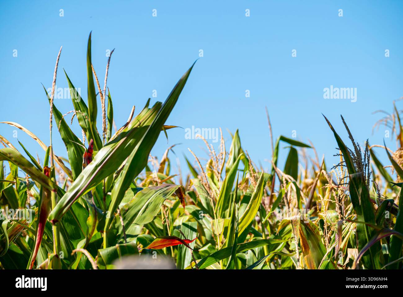 Le concept d'abondance et De récolte réussie. Banque D'Images