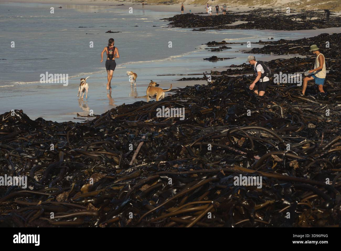 Les amateurs de plage naviguent sur des tonnes de varech déversées sur les plages du Cap à la suite d'une tempête atlantique Banque D'Images