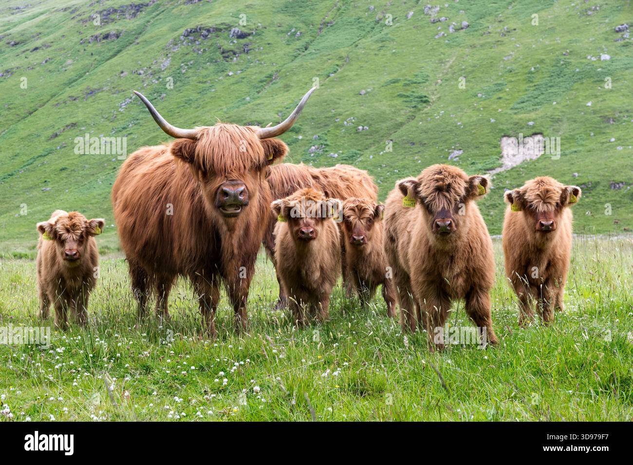 Highland Cattle ; Écosse ; Royaume-Uni Banque D'Images