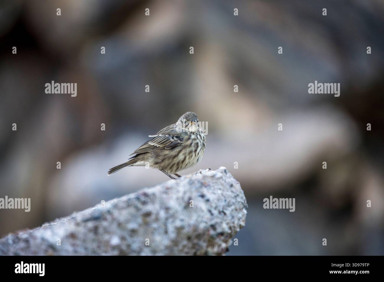 Pipit Anthus petrosus Rock ; Royaume-Uni ; Banque D'Images