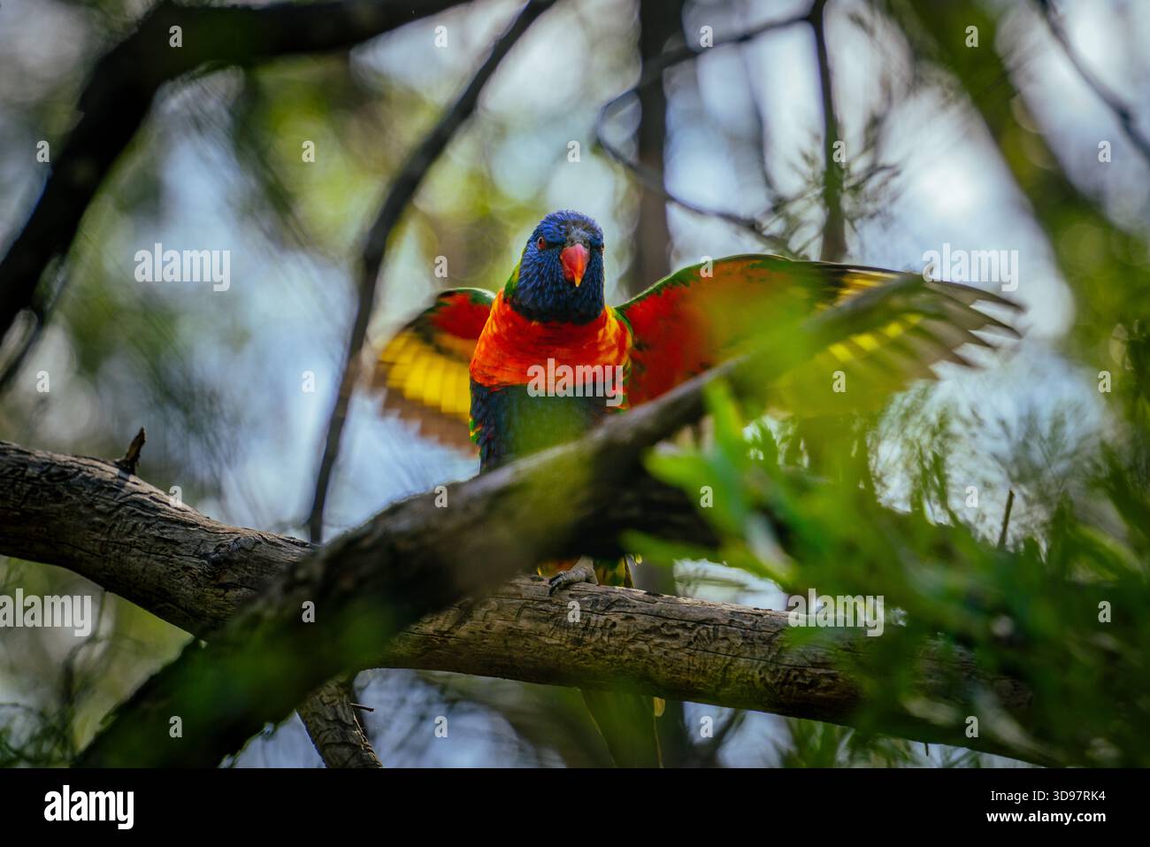 Un perroquet Rainbow Lorikeet aux couleurs vives, aux ailes partiellement déployées, est perché sur une branche d'arbre texturée au milieu de feuilles vertes douces. Banque D'Images