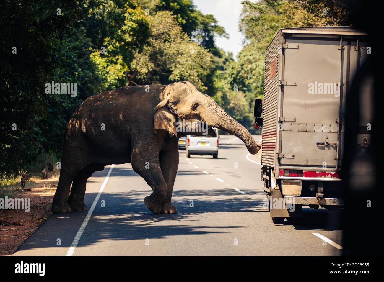 Éléphant sauvage traversant la route occupée avec voiture et camion. Habarana au Sri Lanka. Banque D'Images