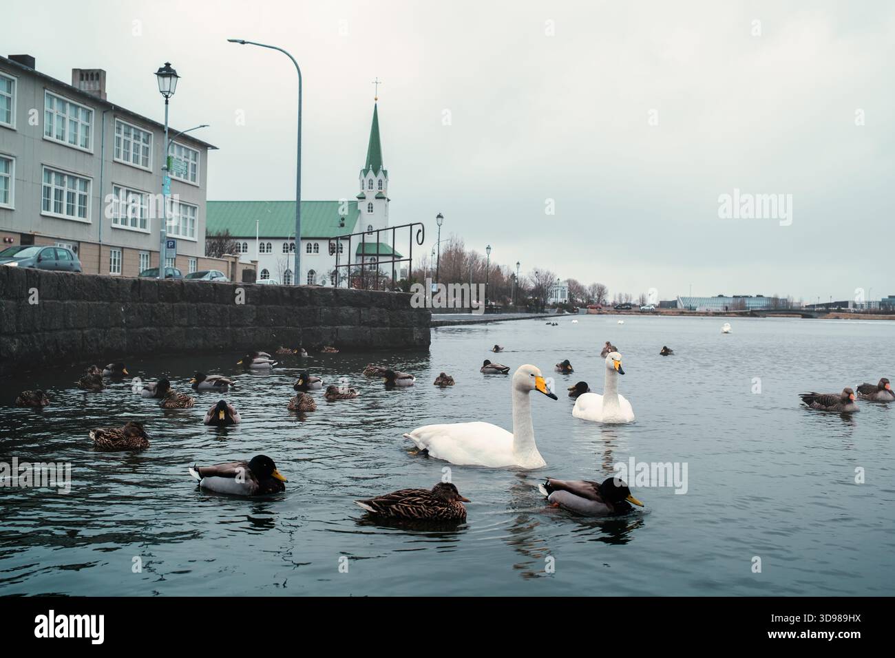 Vue panoramique des cygnes et des canards nageant dans l'étang de Tjornin près d'un bâtiment historique dans le centre-ville de Reykjavik, Islande Banque D'Images