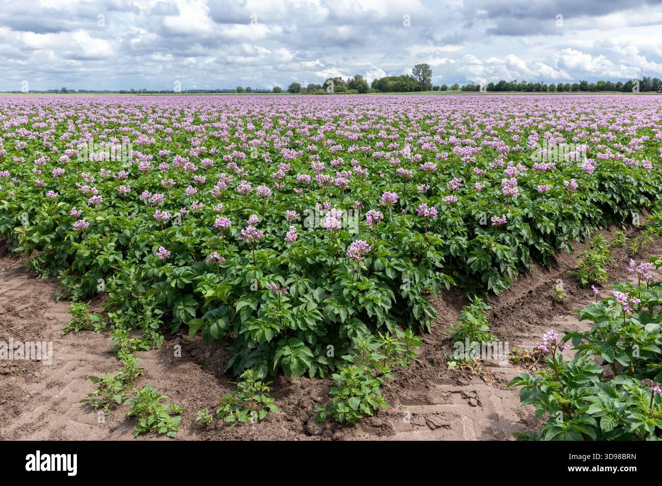 Floraison des champs de pommes de terre, plants de pommes de terre avec des fleurs violettes poussant sur les champs de fermiers Banque D'Images