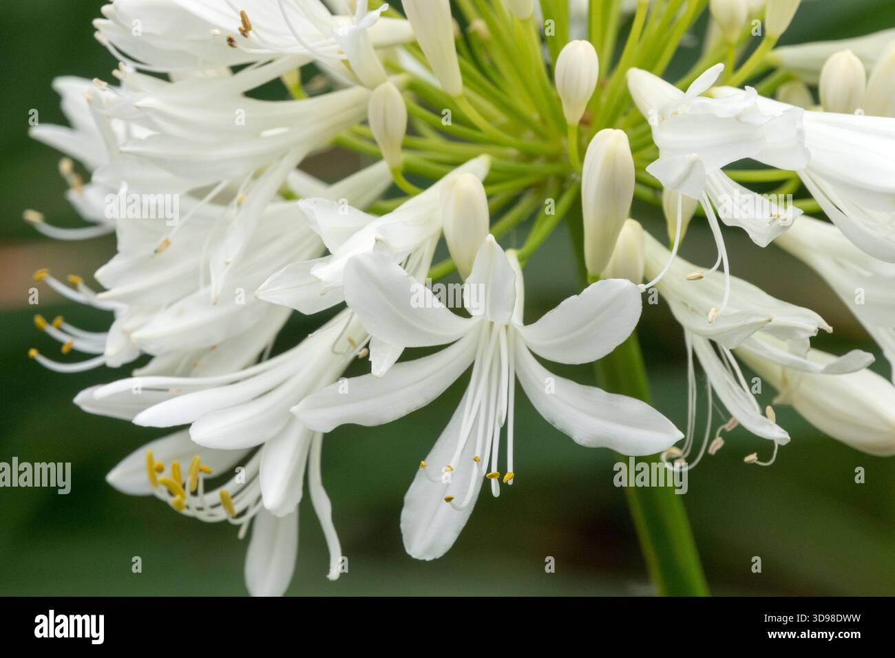 Blanc Agapanthus 'Getty White' Agapanthus gros plan fleur Banque D'Images