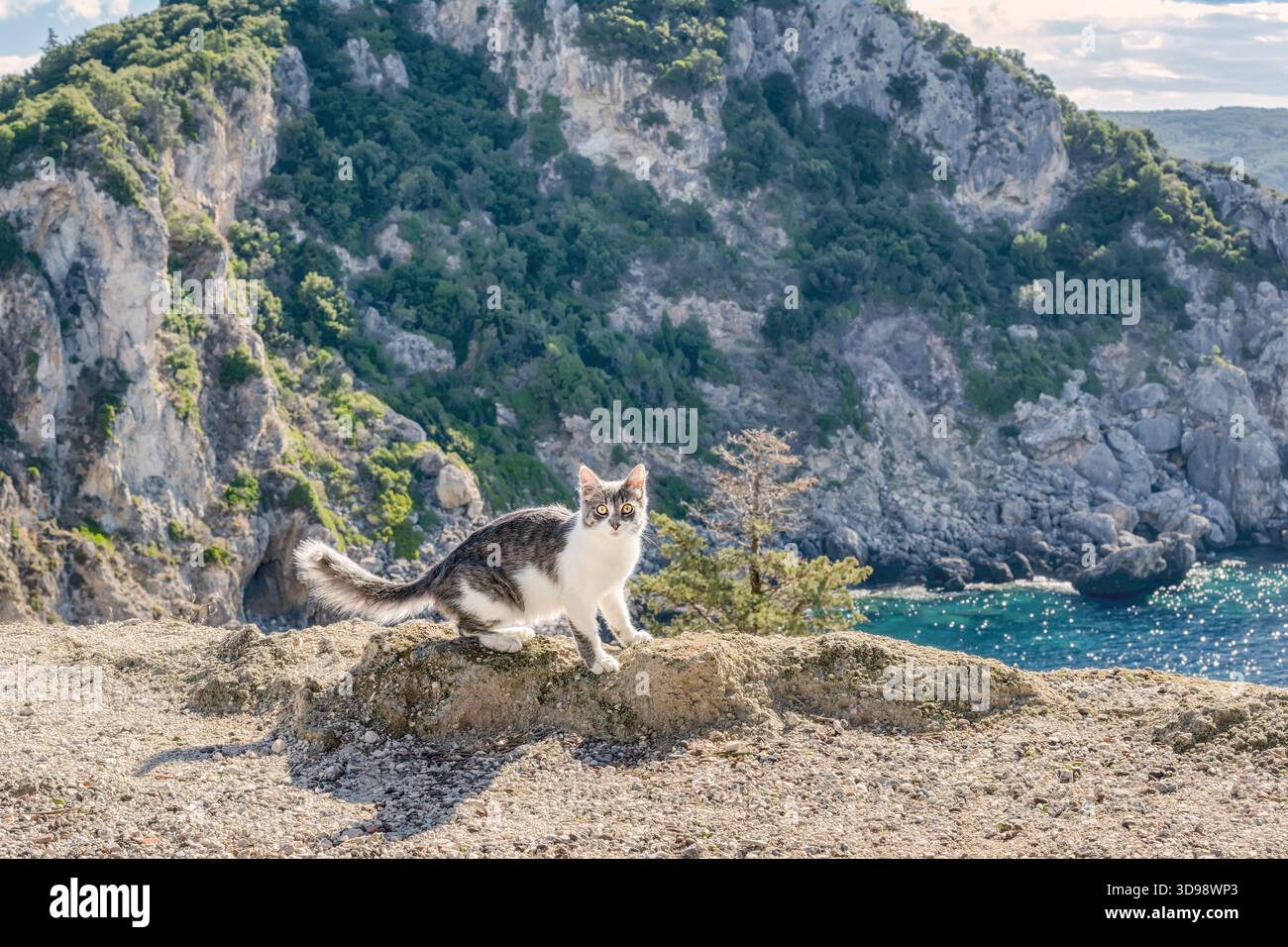 Un chat mignon posant sur un point d'observation magnifique avec une vue magnifique sur les falaises rocheuses et la côte de la baie de Paleokastritsa, Corfou, Grèce Banque D'Images