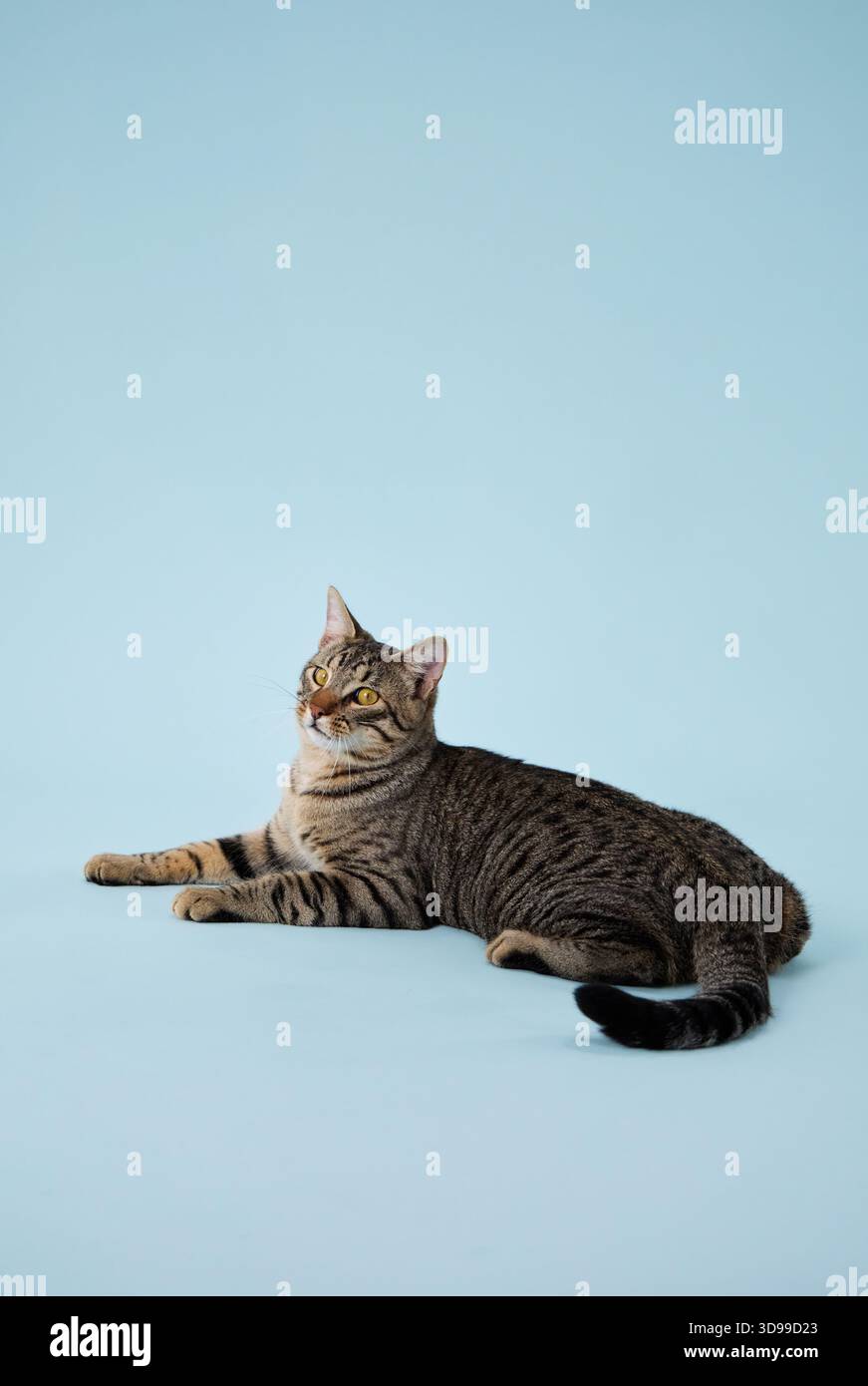 Un chat détendu se trouve sur le sol avec la tête tournée sur le côté. Son expression est calme et immobile. Banque D'Images