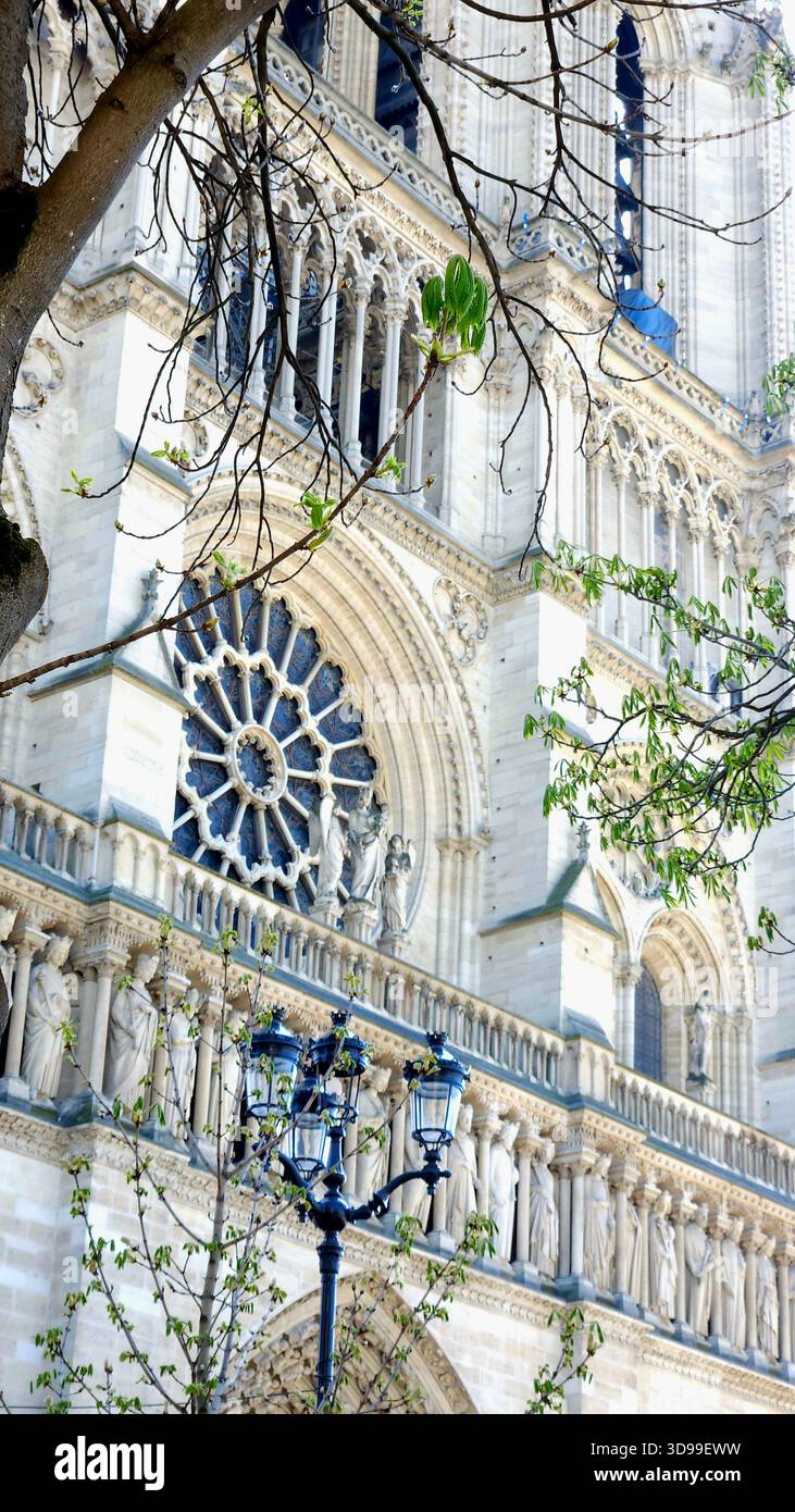 Façade de la cathédrale notre-Dame de Paris, France, avec rosace, statues et branches d'arbres en herbe. - Image de stock capturée avec un smartphone