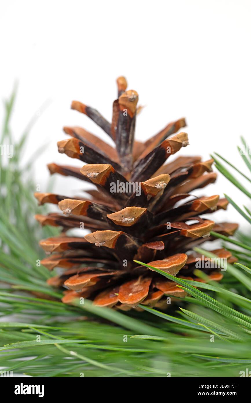 Branche de pin avec des cônes sur un fond blanc Banque D'Images