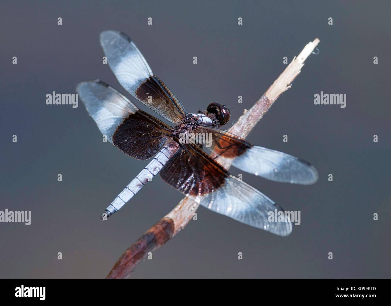 Écumeur de veuve mâle (Libellula luctuosa) perché sur une brindille dans une zone naturelle près de Burlington, Wisconsin, au milieu de l'été. Banque D'Images
