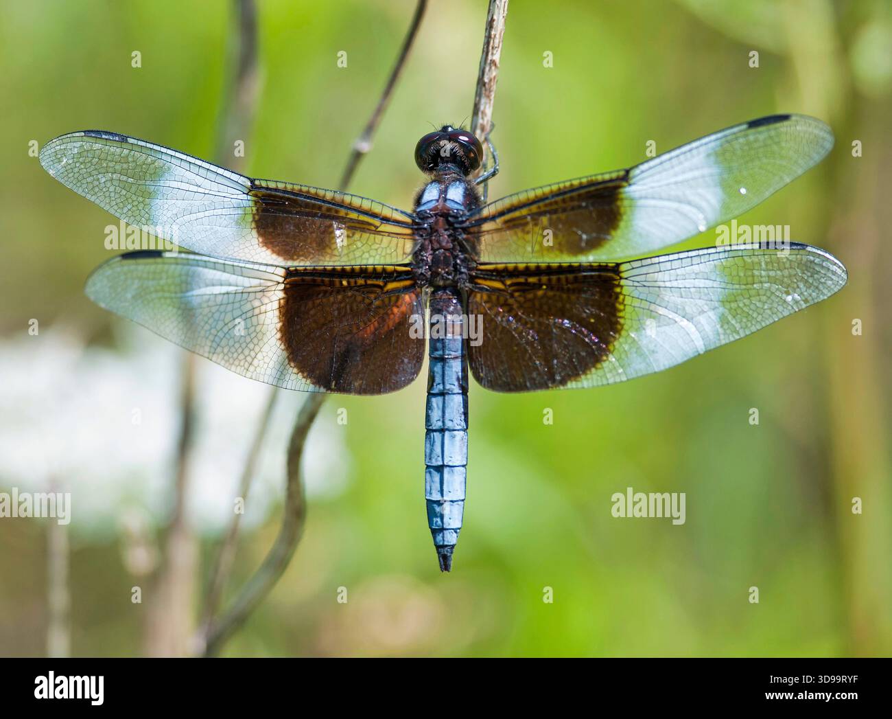 Écumeur de veuve mâle (Libellula luctuosa) perché sur une brindille dans une zone naturelle près de Burlington, Wisconsin, au milieu de l'été. Banque D'Images