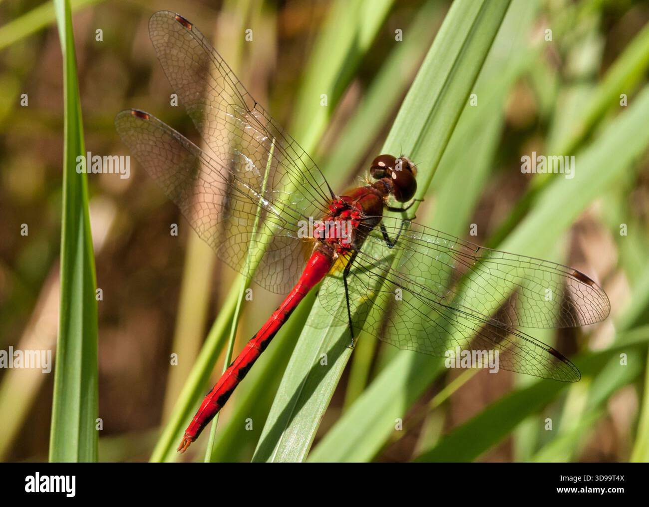 Libellule Meadowhawk à face blanche reposant sur un brin d'herbe dans une prairie du comté de racine, Wisconsin, près d'une zone humide à la fin de l'été. Banque D'Images