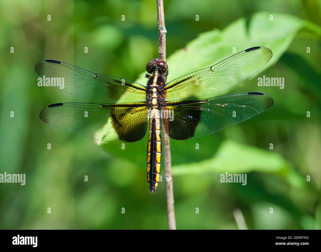 Femme veuve écumeuse (Libellula luctuosa) perchée sur une brindille dans une zone naturelle près de Burlington, Wisconsin, au milieu de l'été. Banque D'Images