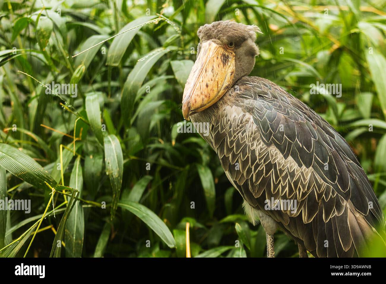 Shoebill (Balaeniceps rex) gros plan dans la jungle Banque D'Images