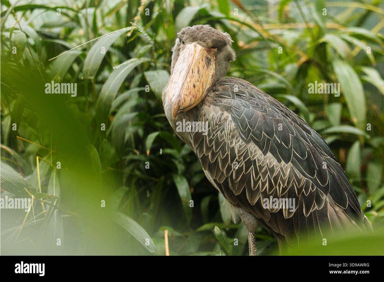 Shoebill (Balaeniceps rex) il pleut dans la jungle Banque D'Images